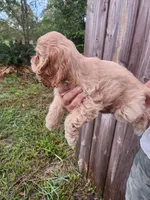 Kent Sold, a male Cocker Spaniel for sale in Brooksville, FL – 8 of 10