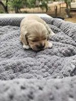 Victor, a male Cocker Spaniel for sale in Brooksville, FL – Photo 1 of 4