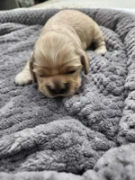 Victor, a male Cocker Spaniel for sale in Brooksville, FL – Photo 4 of 4