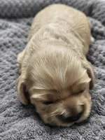 Victor, a male Cocker Spaniel for sale in Brooksville, FL – Photo 3 of 4