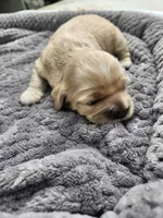 Victor, a male Cocker Spaniel for sale in Brooksville, FL – Photo 2 of 4