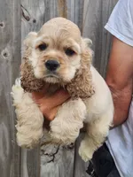 Grayson Reduced , a male Cocker Spaniel for sale in Brooksville, FL – 5 of 9