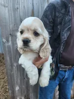 Christy Ready Now, a female Cocker Spaniel for sale in Brooksville, FL – Photo 4 of 5