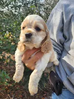 processed/fd436e6a-6b65-4207-b00c-3d95f7bf5faa/listing/55c5870a-e7c7-4aaf-aa90-9ee80f9331a6/35e780f7-6a67-4736-aa7b-bdd760e4c668