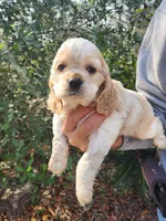 processed/fd436e6a-6b65-4207-b00c-3d95f7bf5faa/listing/55c5870a-e7c7-4aaf-aa90-9ee80f9331a6/5305fe10-ff2f-4012-8f90-513844cee5a0