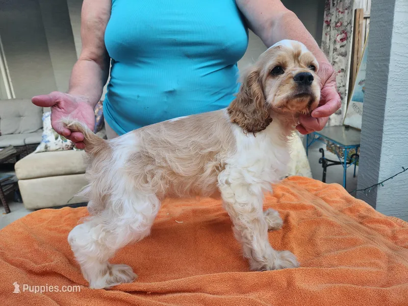 Christy Ready Now – Cocker Spaniel puppy for sale in Brooksville, FL