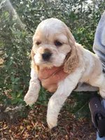 processed/fd436e6a-6b65-4207-b00c-3d95f7bf5faa/listing/55c5870a-e7c7-4aaf-aa90-9ee80f9331a6/65b2daca-ba11-469f-8b75-90cf38df8f32