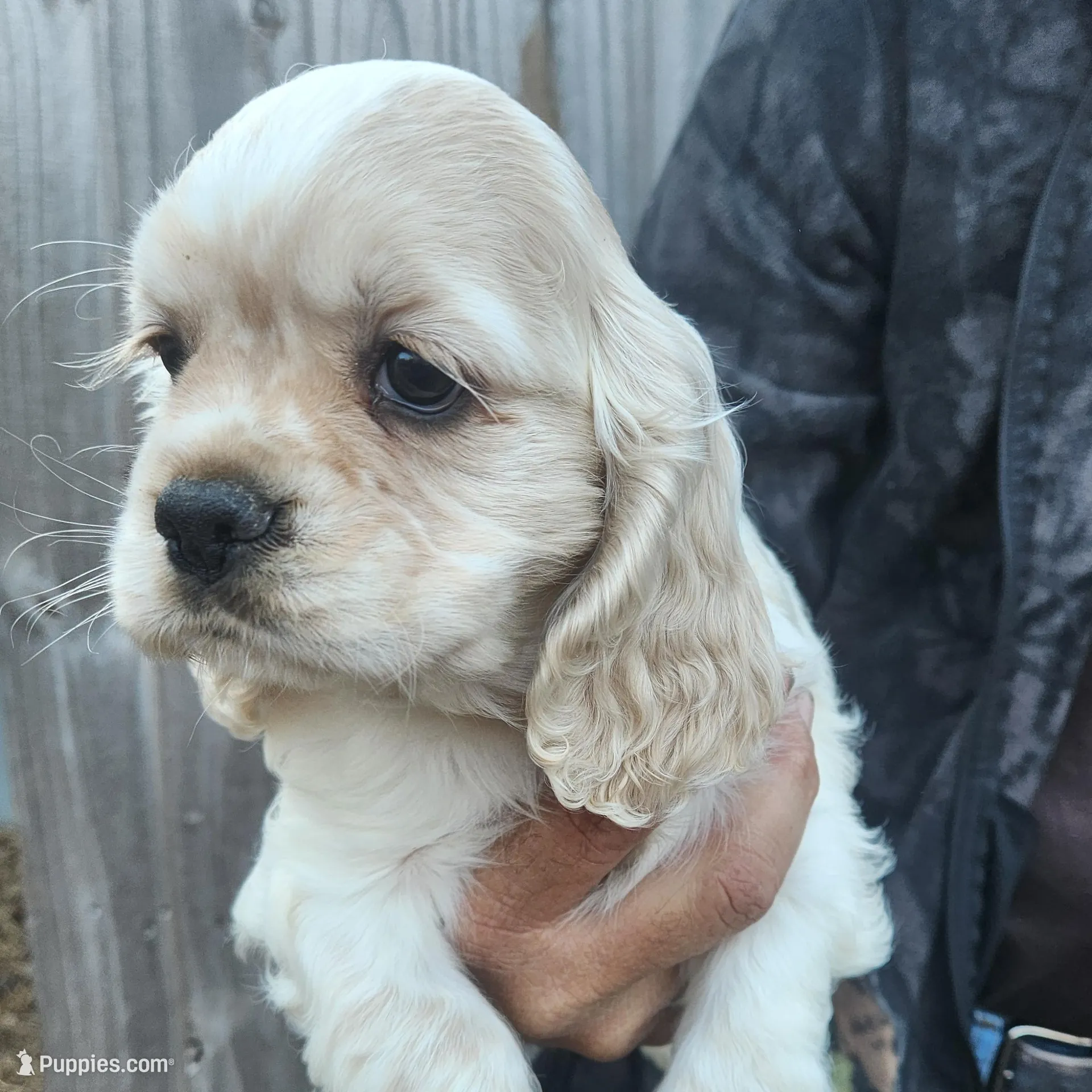 Christy Ready Now, a female Cocker Spaniel for sale in Brooksville, FL – Photo 3 of 5