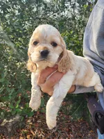 processed/fd436e6a-6b65-4207-b00c-3d95f7bf5faa/listing/55c5870a-e7c7-4aaf-aa90-9ee80f9331a6/c37848fa-4ee9-47db-9be1-360d51f0ae70