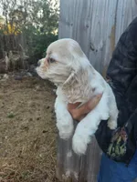 Christy Ready Now, a female Cocker Spaniel for sale in Brooksville, FL – Photo 2 of 5
