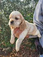 processed/fd436e6a-6b65-4207-b00c-3d95f7bf5faa/listing/55c5870a-e7c7-4aaf-aa90-9ee80f9331a6/e4a45c76-9e61-4683-9cd6-3ddb2101155a