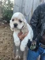 Christy Ready Now, a female Cocker Spaniel for sale in Brooksville, FL – Photo 5 of 5