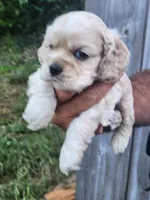 Grayson , a male Cocker Spaniel for sale in Brooksville, FL – 8 of 9