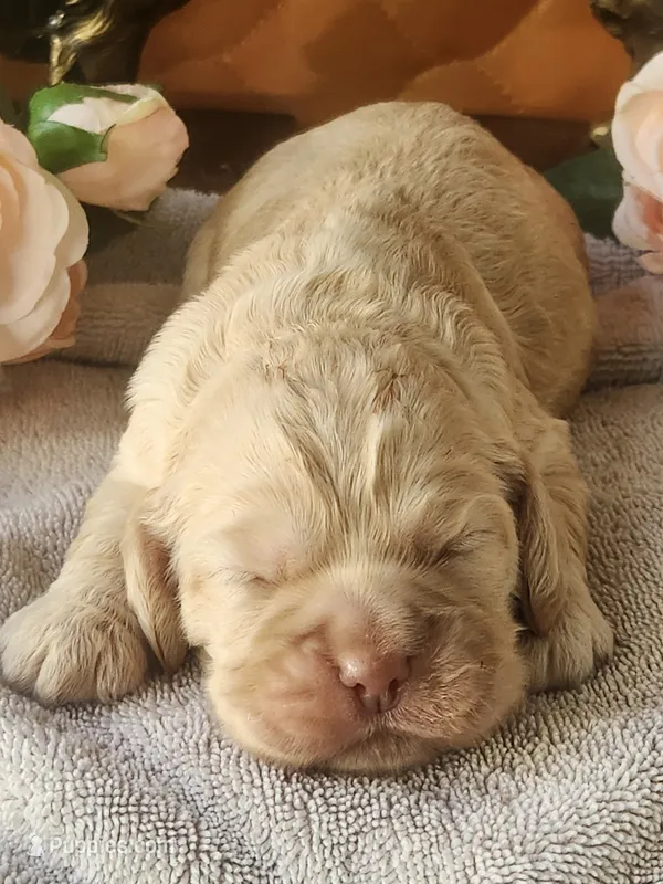 Nathan  – Cocker Spaniel puppy for sale in Brooksville, FL