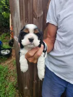 Lucas , a male Cocker Spaniel for sale in Brooksville, FL – 3 of 9