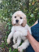 Clara, a female Cocker Spaniel for sale in Brooksville, FL – Photo 3 of 3