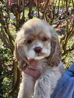 Hope, a female Cocker Spaniel for sale in Brooksville, FL – Photo 2 of 4