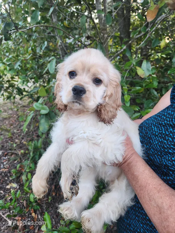 Clara – Cocker Spaniel puppy for sale in Brooksville, FL