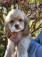 Hope, a female Cocker Spaniel for sale in Brooksville, FL – Photo 3 of 4