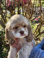 Hope, a female Cocker Spaniel for sale in Brooksville, FL – Photo 4 of 4