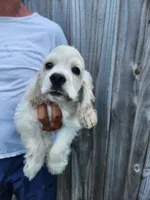 Hank Reduced , a male Cocker Spaniel for sale in Brooksville, FL – 2 of 8