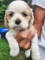 London AKC , a male Cocker Spaniel for sale in Brooksville, FL – 9 of 9