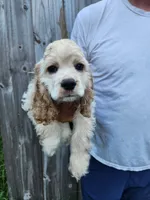 Hackett Reduced , a male Cocker Spaniel for sale in Brooksville, FL – 7 of 8