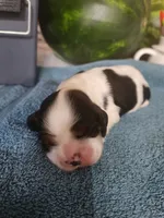 Lucas AKC, a male Cocker Spaniel for sale in Brooksville, FL – 1 of 4