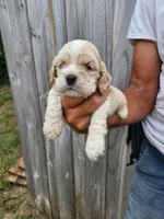 Jake Ready 07/06, a male Cocker Spaniel for sale in Brooksville, FL – 3 of 7
