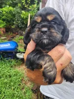 Luna AKC, a male Cocker Spaniel for sale in Brooksville, FL – 5 of 8