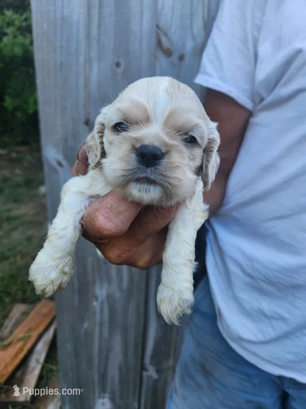 Jessa – Cocker Spaniel puppy for sale in Brooksville, FL
