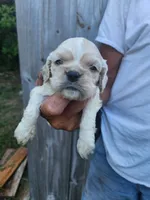 Jessa On Hold, a female Cocker Spaniel for sale in Brooksville, FL – 1 of 9