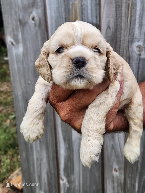 Joey – Cocker Spaniel puppy for sale in Brooksville, FL