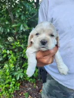 Henry Ready 07/22, a male Cocker Spaniel for sale in Brooksville, FL – 3 of 6