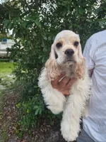 Owen Reduced, a male Cocker Spaniel for sale in Brooksville, FL – 3 of 9