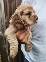 Kent, a male Cocker Spaniel for sale in Brooksville, FL – 10 of 10