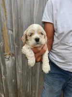 Jake Ready 07/06, a male Cocker Spaniel for sale in Brooksville, FL – 6 of 7