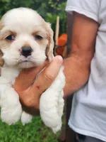 London AKC , a male Cocker Spaniel for sale in Brooksville, FL – 2 of 9