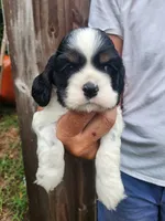 Levi , a male Cocker Spaniel for sale in Brooksville, FL – 6 of 10