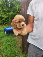 Leah AKC, a male Cocker Spaniel for sale in Brooksville, FL – 6 of 8