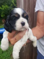 Levi , a male Cocker Spaniel for sale in Brooksville, FL – 3 of 10