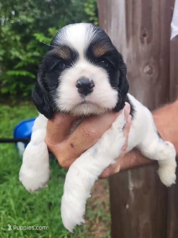 Levi AKC – Cocker Spaniel puppy for sale in Brooksville, FL