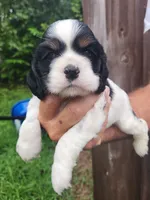 Levi , a male Cocker Spaniel for sale in Brooksville, FL – 1 of 10