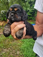 Luna AKC, a male Cocker Spaniel for sale in Brooksville, FL – 6 of 8