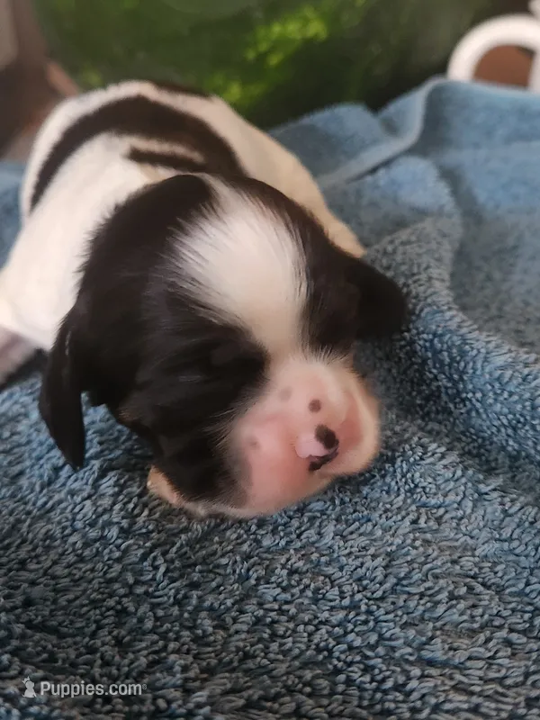 Lincoln – Cocker Spaniel puppy for sale in Brooksville, FL