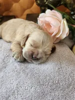Joy Sold, a female Cocker Spaniel for sale in Brooksville, FL – 1 of 9
