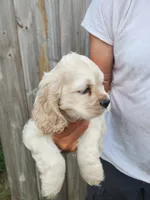 Jack Reduced , a male Cocker Spaniel for sale in Brooksville, FL – 2 of 8