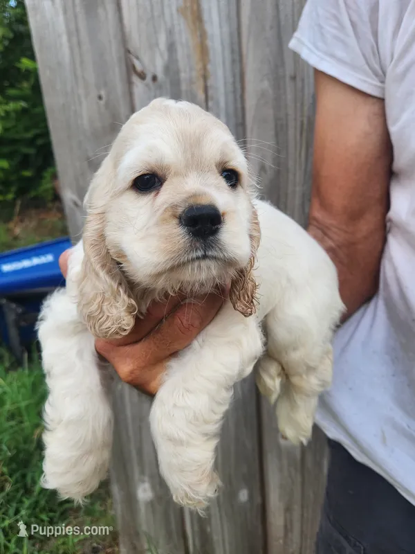Jack Ready Now  – Cocker Spaniel puppy for sale in Brooksville, FL