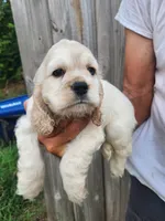 Jack Reduced , a male Cocker Spaniel for sale in Brooksville, FL – 1 of 8