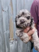 Nancy  Sold, a female Cocker Spaniel for sale in Brooksville, FL – 10 of 10